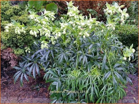 Helleborus foetidus | Stinkend nieskruid, Nieskruid | Palmblatt-Nieswurz