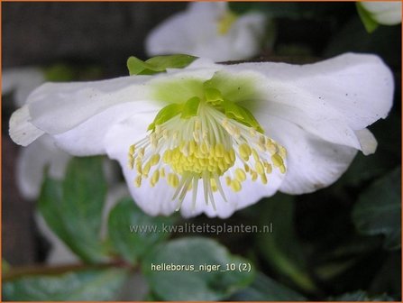 Helleborus niger | Kerstroos, Nieskruid | Christrose | Christmas Rose