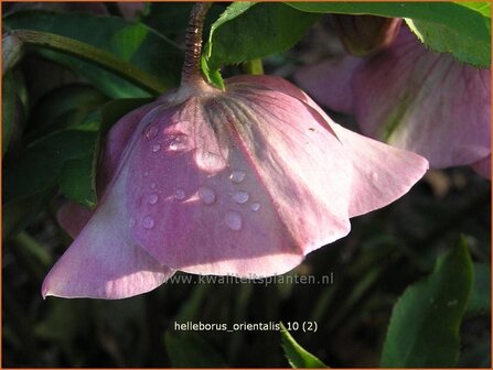 Helleborus orientalis | Kerstroos, Stinkend nieskruid