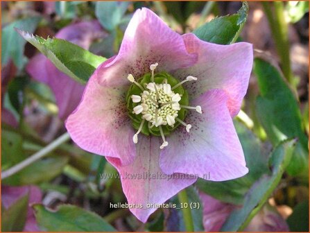 Helleborus orientalis | Kerstroos, Stinkend nieskruid