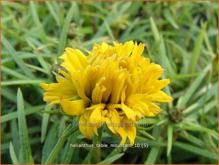 Helianthus &#039;Table Mountain&#039; | Vaste zonnebloem