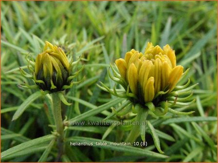 Helianthus &#039;Table Mountain&#039; | Vaste zonnebloem