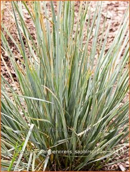 Helictotrichon sempervirens &#039;Saphirsprudel | Blauwstraalhaver, Sierhaver