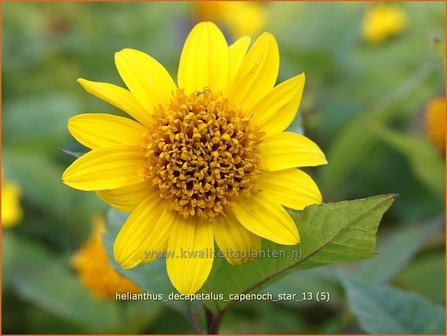 Helianthus decapetalus &#039;Capenoch Star&#039; | Vaste zonnebloem