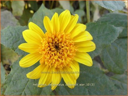 Helianthus decapetalus &#039;Capenoch Star&#039; | Vaste zonnebloem