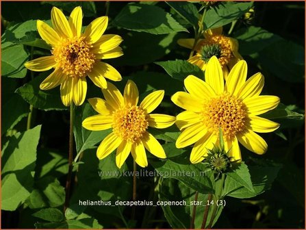 Helianthus decapetalus &#039;Capenoch Star&#039; | Vaste zonnebloem