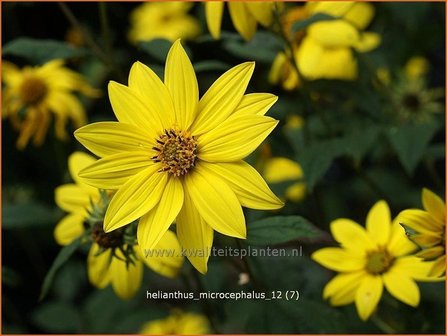 Helianthus microcephalus | Vaste zonnebloem | Kleinblumige Sonnenblume