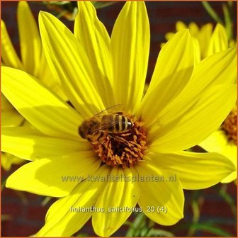 Helianthus salicifolius | Vaste zonnebloem