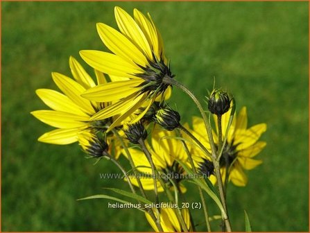 Helianthus salicifolius | Vaste zonnebloem