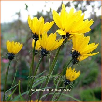 Helianthus salicifolius | Vaste zonnebloem