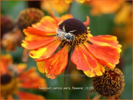 Helenium &amp;#39;Sahins Early Flowerer&amp;#39; | Zonnekruid | Sonnenbraut