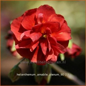 Helianthemum &#039;Amabile Plenum&#039; | Zonneroosje