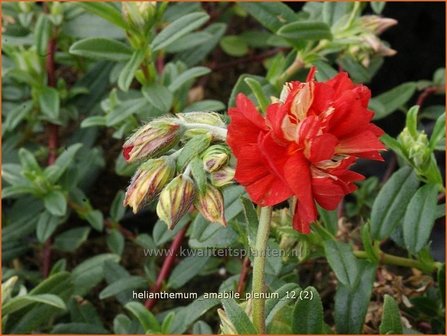 Helianthemum &#039;Amabile Plenum&#039; | Zonneroosje