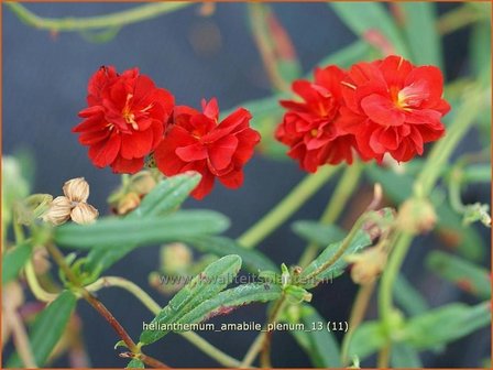 Helianthemum &#039;Amabile Plenum&#039; | Zonneroosje