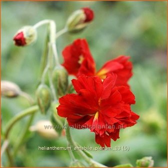 Helianthemum &#039;Amabile Plenum&#039; | Zonneroosje