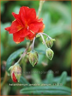 Helianthemum &#039;Amabile Plenum&#039; | Zonneroosje