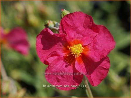 Helianthemum &#039;Ben Hope&#039; | Zonneroosje