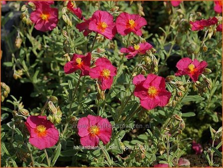 Helianthemum &#039;Ben Hope&#039; | Zonneroosje