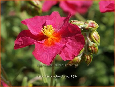 Helianthemum &#039;Ben Hope&#039; | Zonneroosje