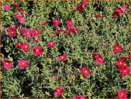 Helianthemum &#039;Ben Hope&#039; | Zonneroosje