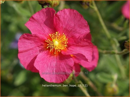 Helianthemum &#039;Ben Hope&#039; | Zonneroosje