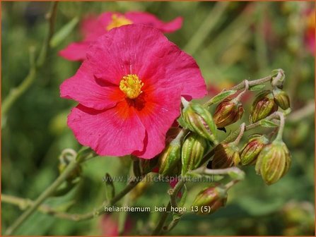 Helianthemum &#039;Ben Hope&#039; | Zonneroosje