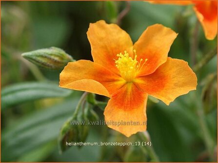 Helianthemum &#039;Bronzeteppich&#039; | Zonneroosje