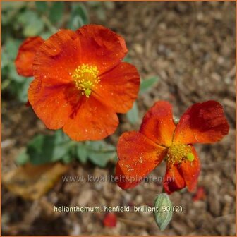 Helianthemum &#039;Henfield Brilliant&#039; | Zonneroosje