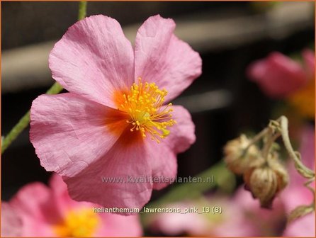 Helianthemum &#039;Lawrenson&#039;s Pink&#039; | Zonneroosje