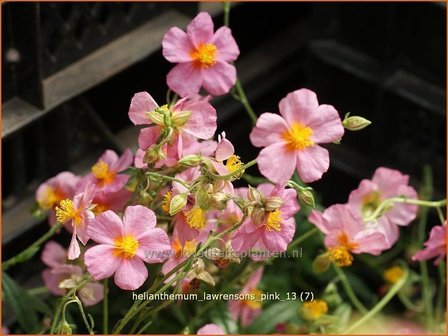 Helianthemum &#039;Lawrenson&#039;s Pink&#039; | Zonneroosje