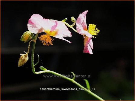 Helianthemum &#039;Lawrenson&#039;s Pink&#039; | Zonneroosje