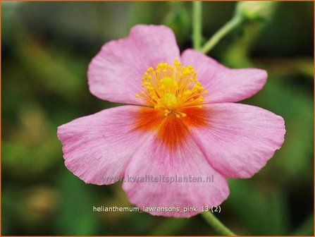 Helianthemum &#039;Lawrenson&#039;s Pink&#039; | Zonneroosje