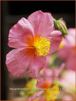 Helianthemum &#039;Lawrenson&#039;s Pink&#039; | Zonneroosje