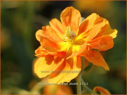 Helianthemum &#039;Orange Double&#039; | Zonneroosje