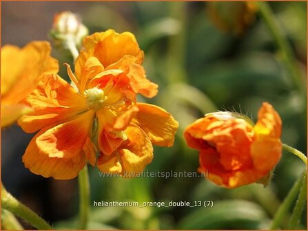 Helianthemum &#039;Orange Double&#039; | Zonneroosje