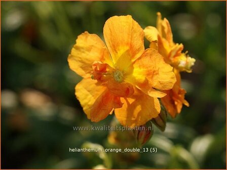 Helianthemum &#039;Orange Double&#039; | Zonneroosje