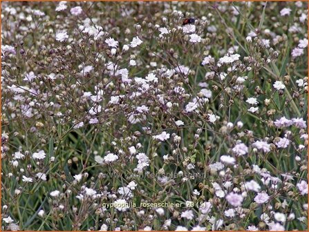 Gypsophila &#039;Rosenschleier&#039; | Gipskruid