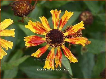 Helenium &#039;Biedermeier&#039; | Zonnekruid