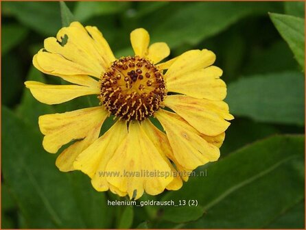 Helenium &#039;Goldrausch&#039; | Zonnekruid