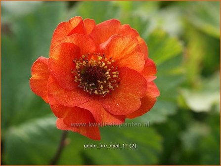 Geum &#039;Fire Opal&#039; | Nagelkruid