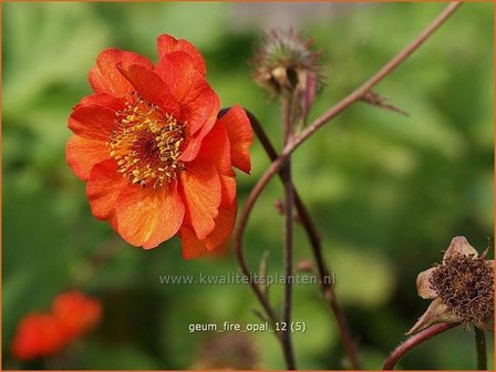 Geum &#039;Fire Opal&#039; | Nagelkruid