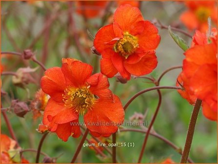 Geum &#039;Fire Opal&#039; | Nagelkruid