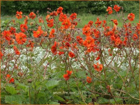 Geum &#039;Fire Opal&#039; | Nagelkruid