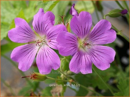 Geranium &#039;Sirak&#039; | Ooievaarsbek