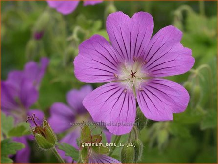 Geranium &#039;Sirak&#039; | Ooievaarsbek