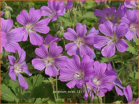 Geranium &#039;Sirak&#039; | Ooievaarsbek