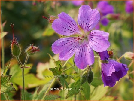 Geranium &#039;Sirak&#039; | Ooievaarsbek