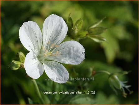 Geranium sylvaticum &#039;Album&#039; | Ooievaarsbek