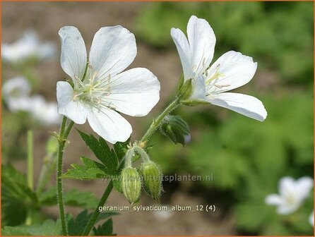 Geranium sylvaticum &#039;Album&#039; | Ooievaarsbek