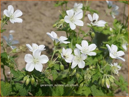 Geranium sylvaticum &#039;Album&#039; | Ooievaarsbek